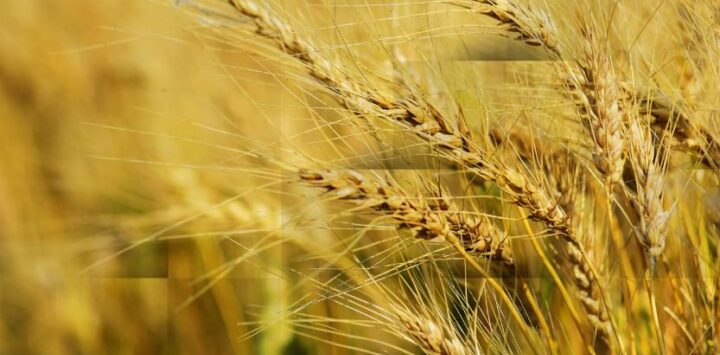 COMENZÓ LA CAMPAÑA 2025/2026 DEL FONDO SOLIDARIO DE EMERGENCIA AGRÍCOLA